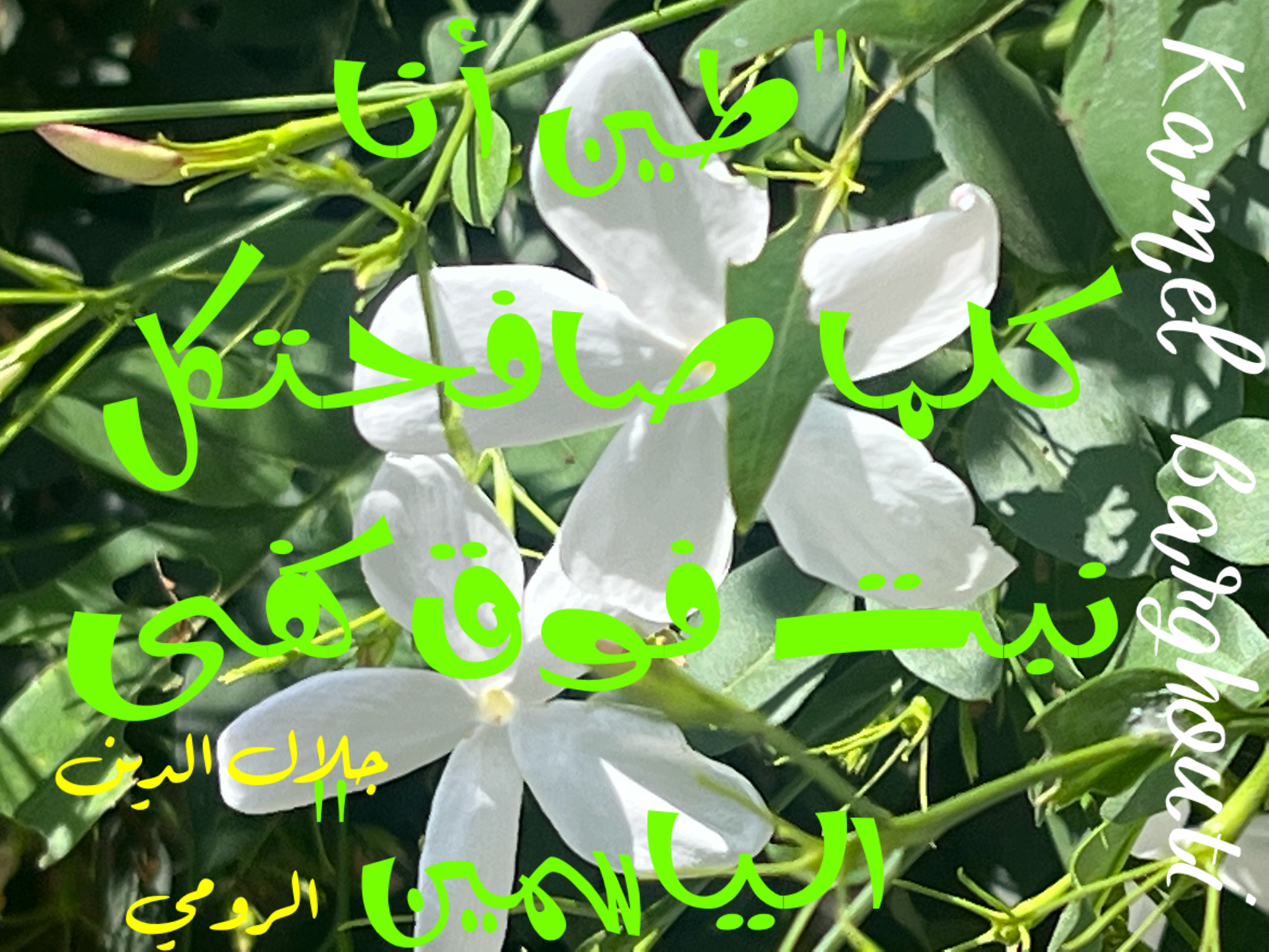 Image 319