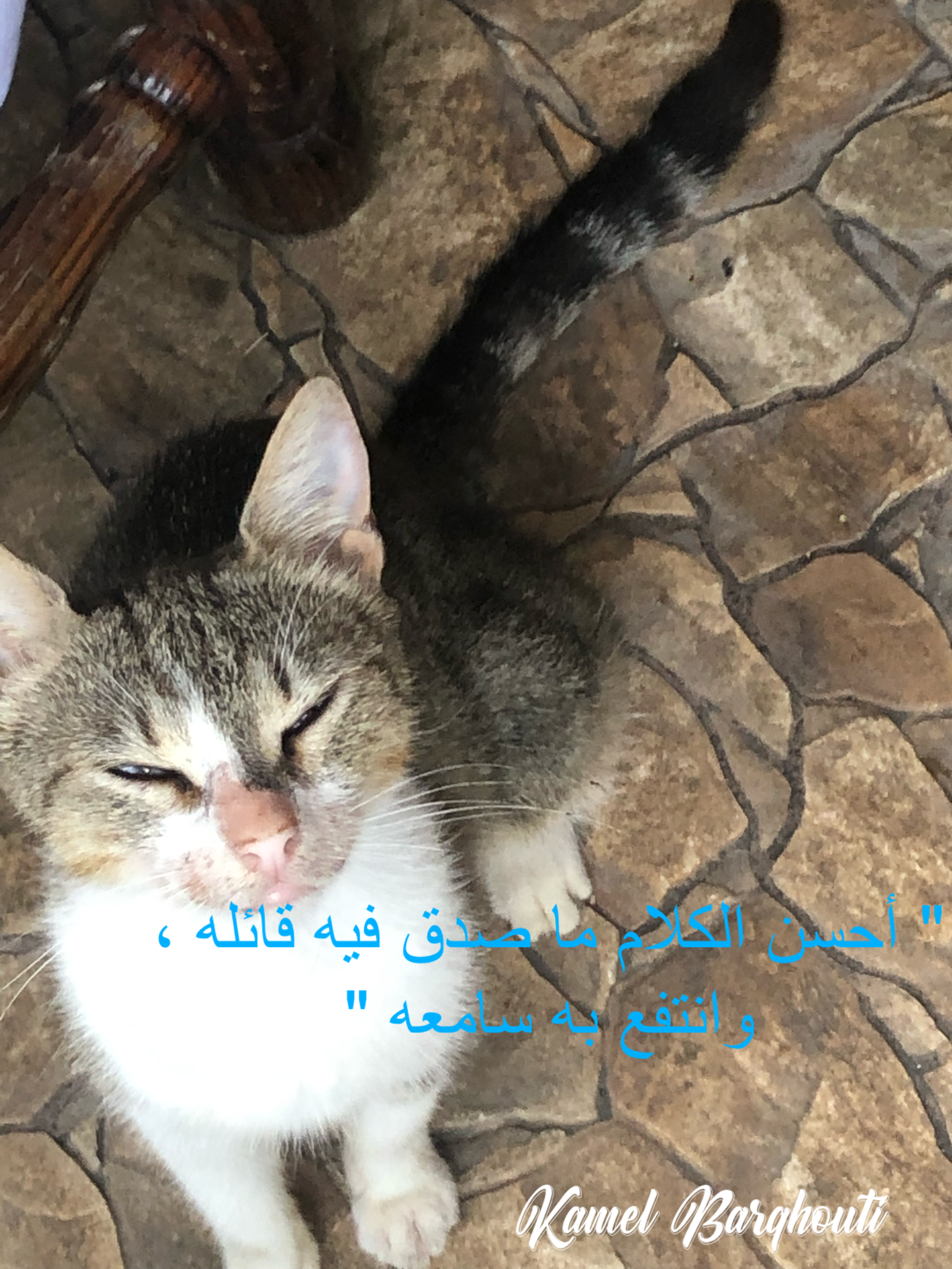 Image 479