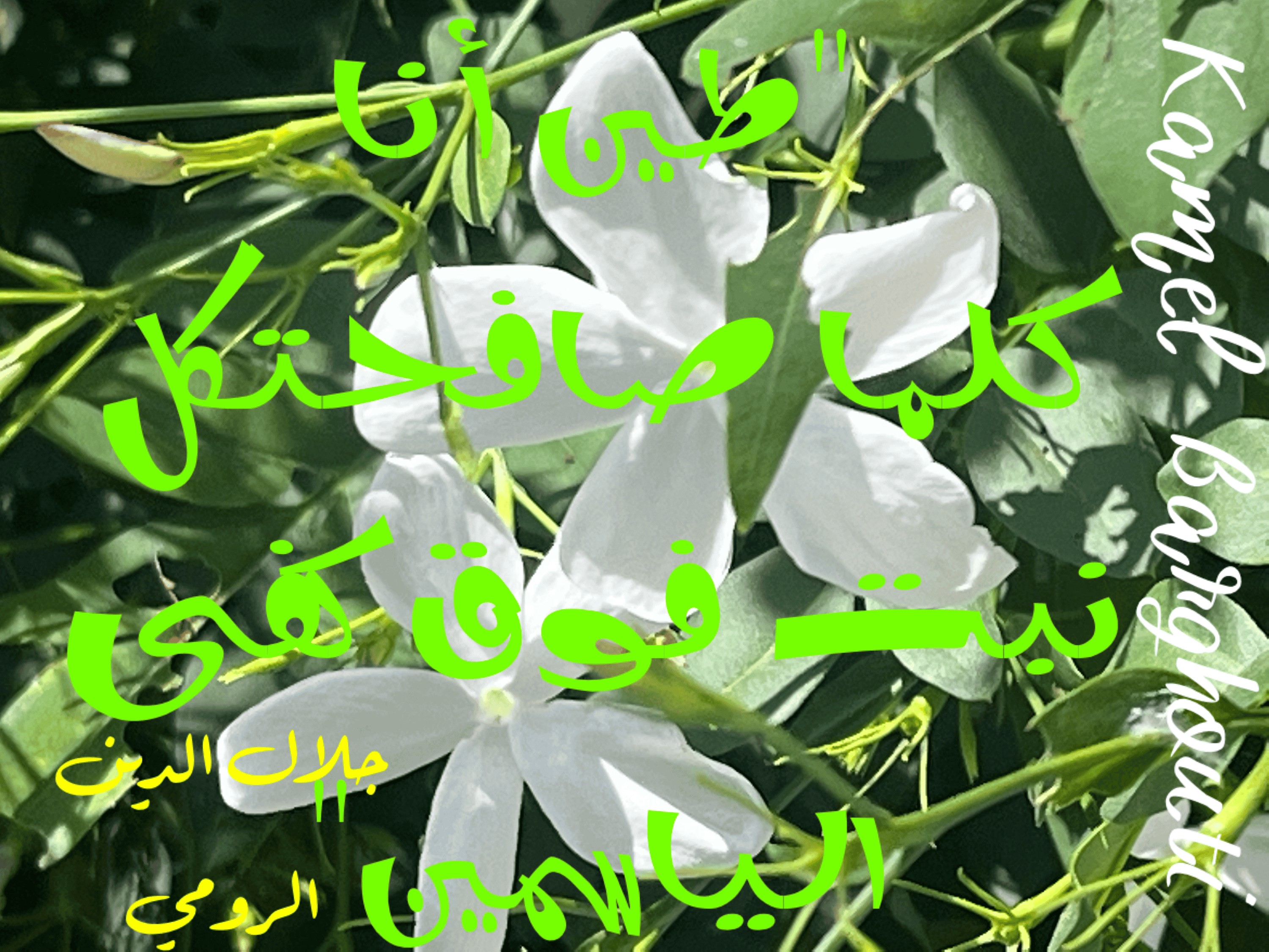 Image 30