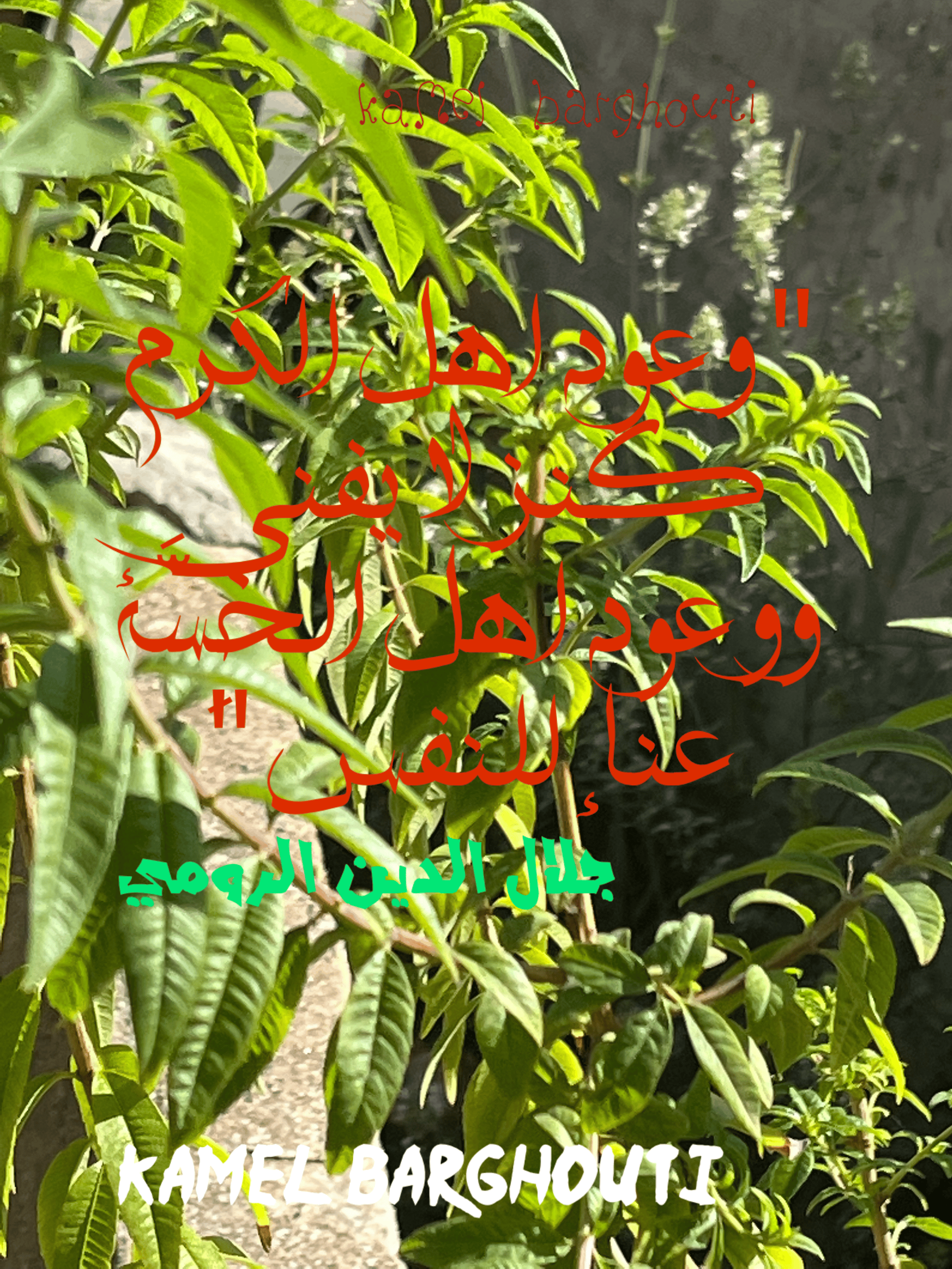 Image 31