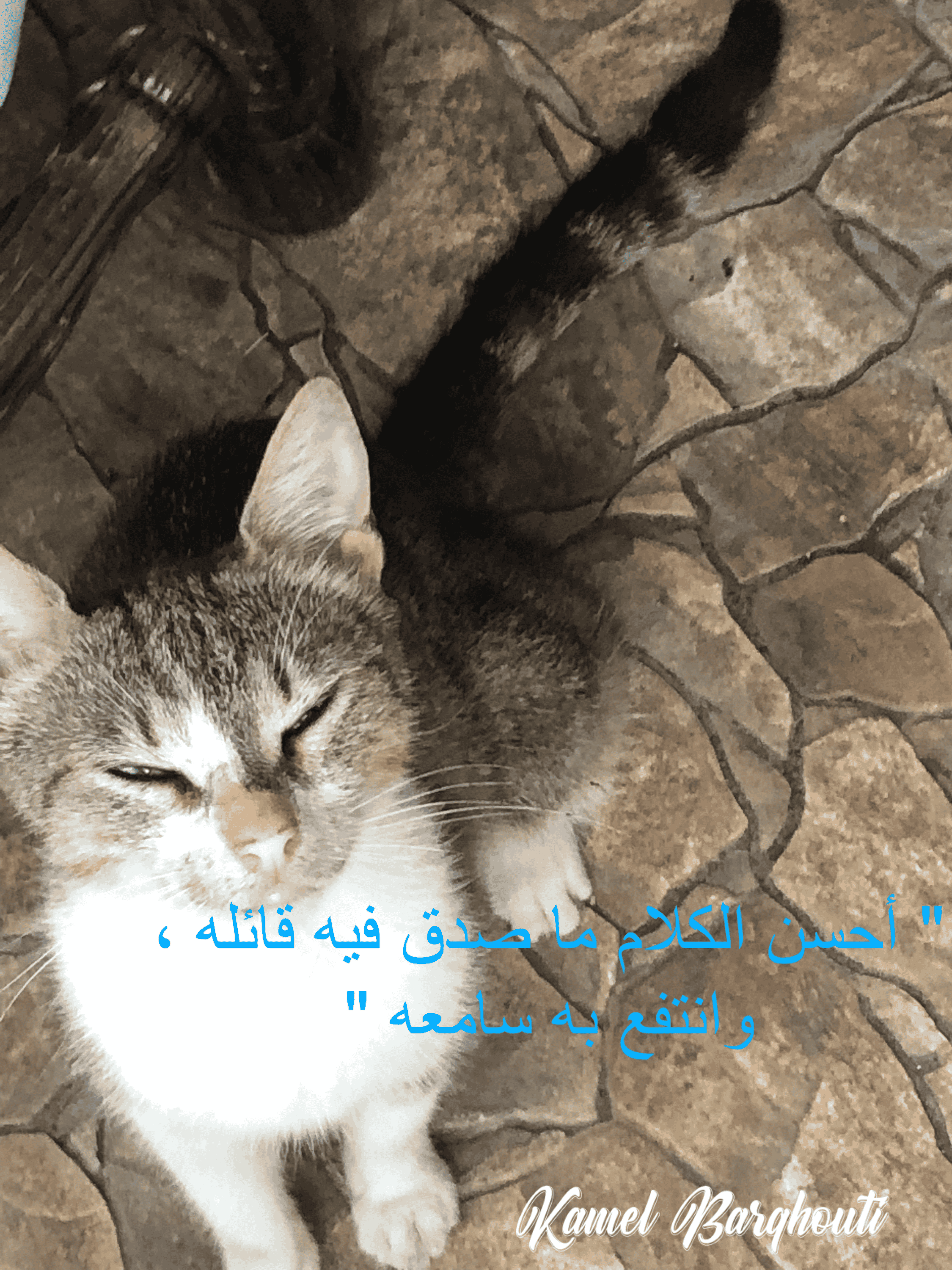 Image 44